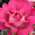 Rose - Rosiers hybrides de thé - Baronne E. de Rothschild